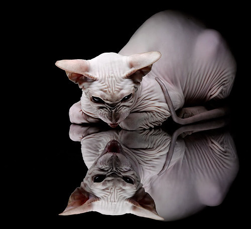 爱游戏娱乐平台-“史上最震撼的封盖瞬间集锦”,封盖图片