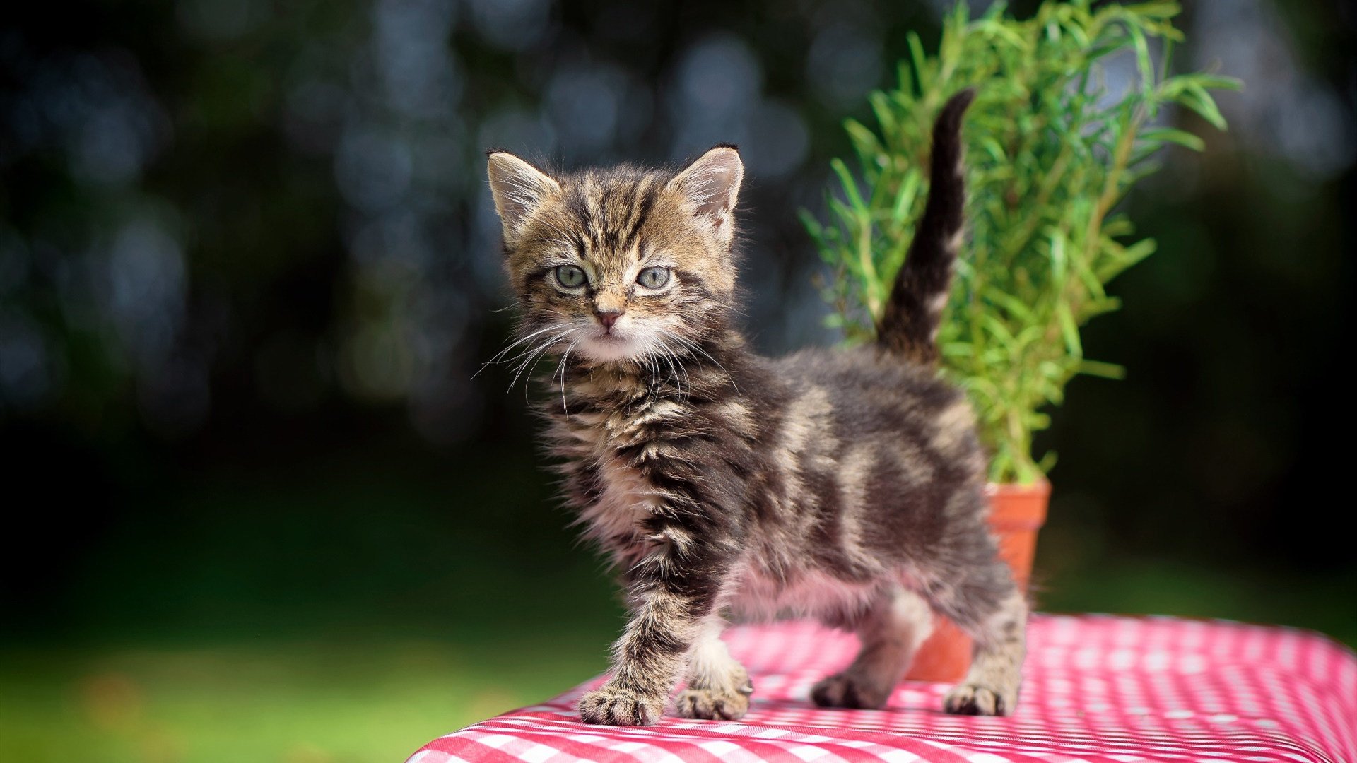 AYX GAMING-“未来之路”青少年篮球创新创业大赛在北京顺利闭幕,青少年篮球发展联盟怎么样