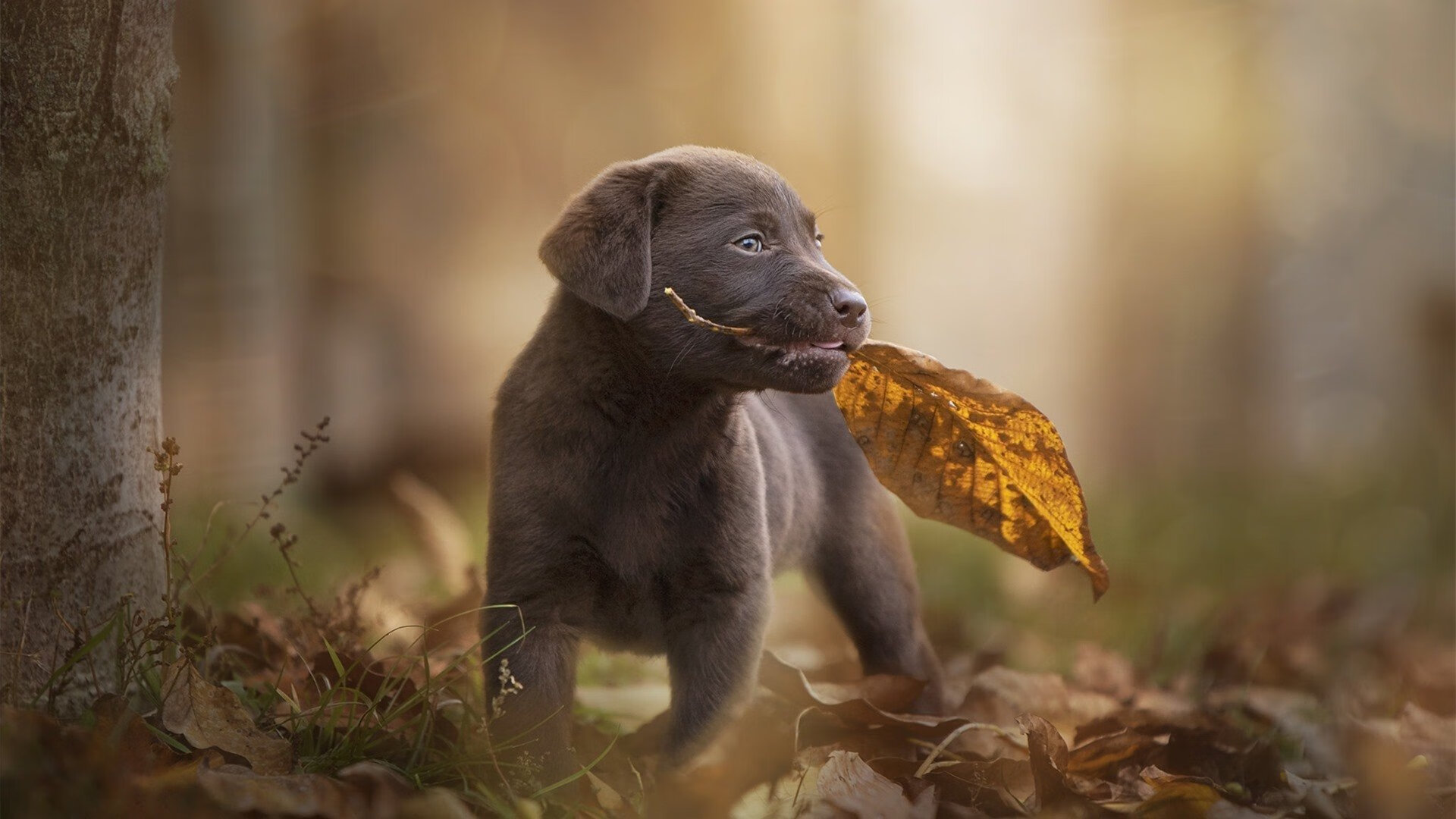 AYX SPORTS-【强化技巧】奥沙利文如何提升母球控制能力？，奥沙利文练球视频大全