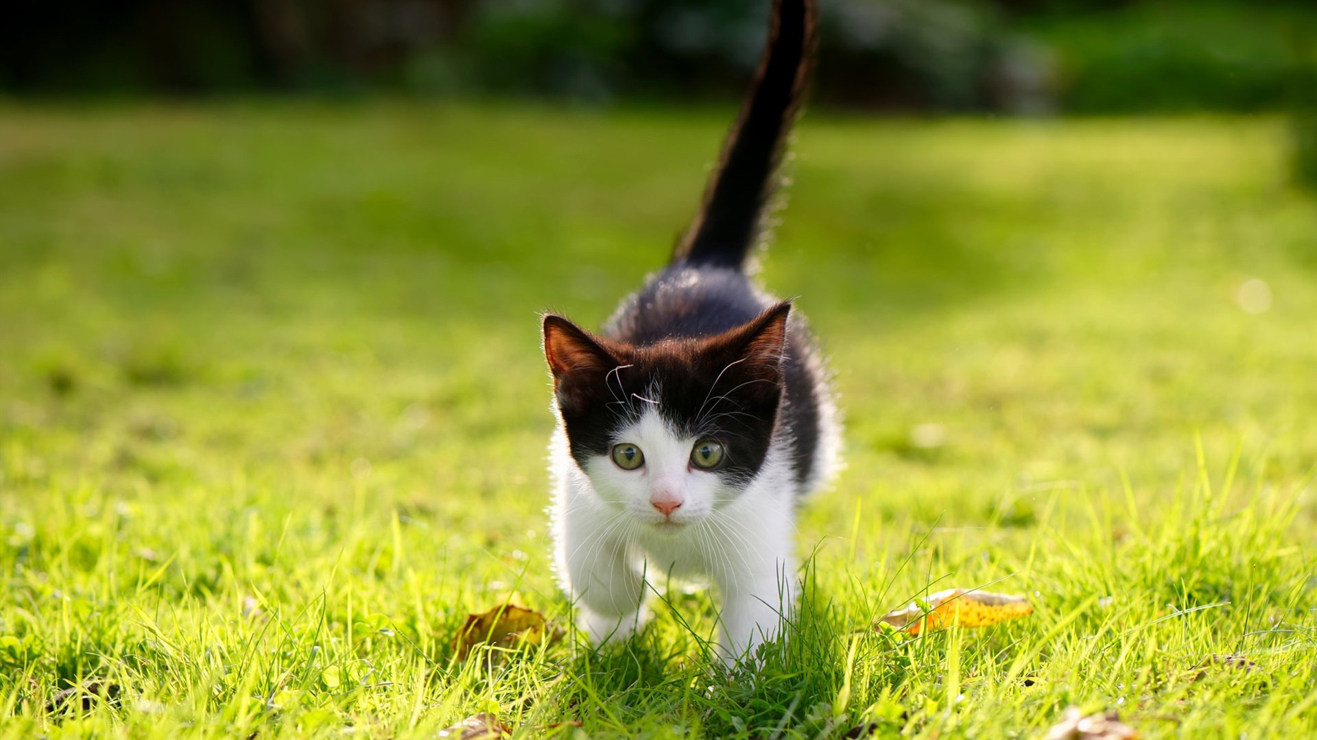 AIYOUXI.COM-全国滑雪锦标赛,雪地上的速度与激情,全国滑雪冠军赛