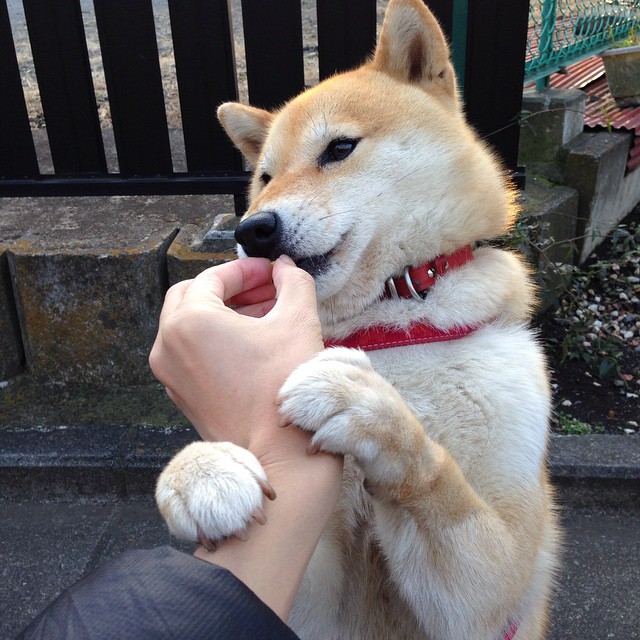 爱游戏下载-全国跳绳锦标赛,儿童与青少年的运动热潮,全国跳绳大赛视频