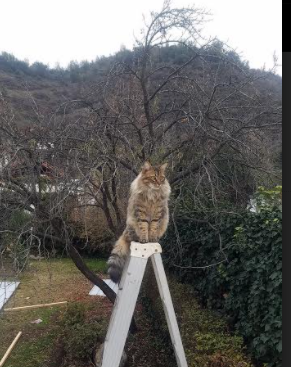 AYX GAMING-巴黎奥运临近,中国跳水队开启封闭训练