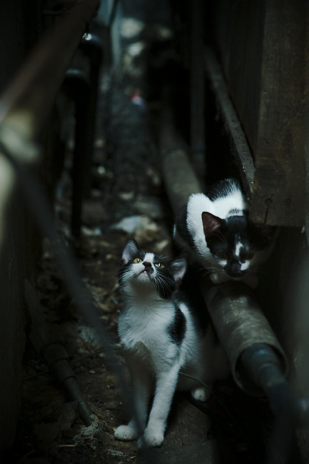 爱游戏电竞官网-比赛战术:从常规到季后赛的调整策略,各种比赛赛制