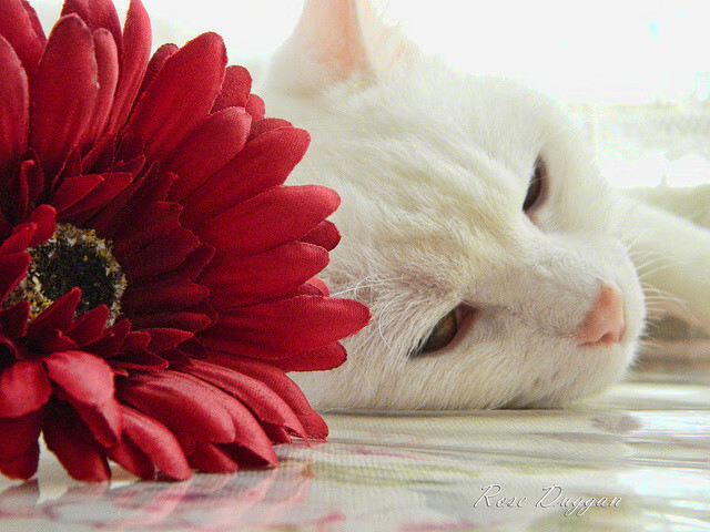 爱游戏中国官方网站平台-王者荣耀 KPL联赛精彩对决不断,kpl王者荣耀职业联赛怎么买票