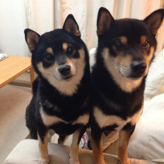 爱游戏中国官方网站平台-王者荣耀 KPL联赛精彩对决不断,kpl王者荣耀职业联赛怎么买票