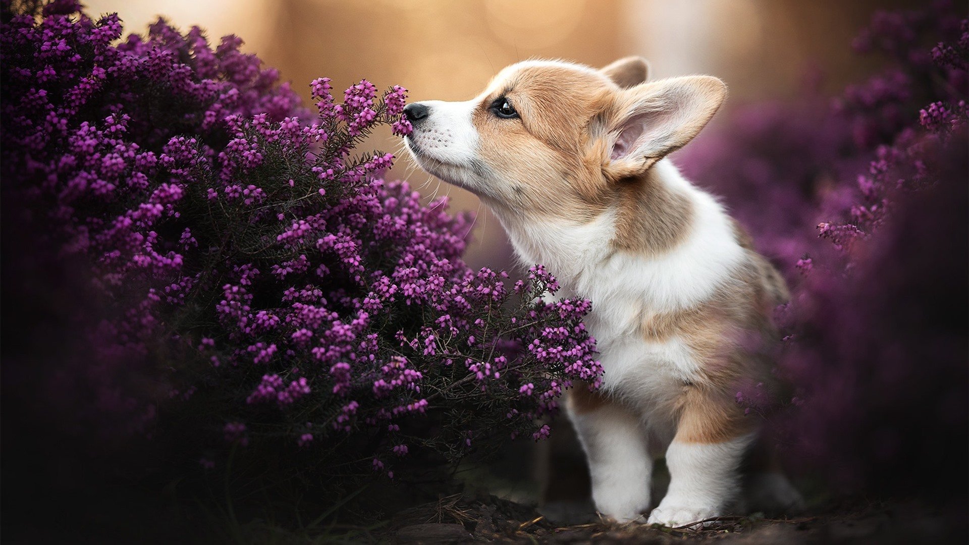 AYX体育-王者荣耀 新战术体系逐渐形成,王者荣耀所有战术体系