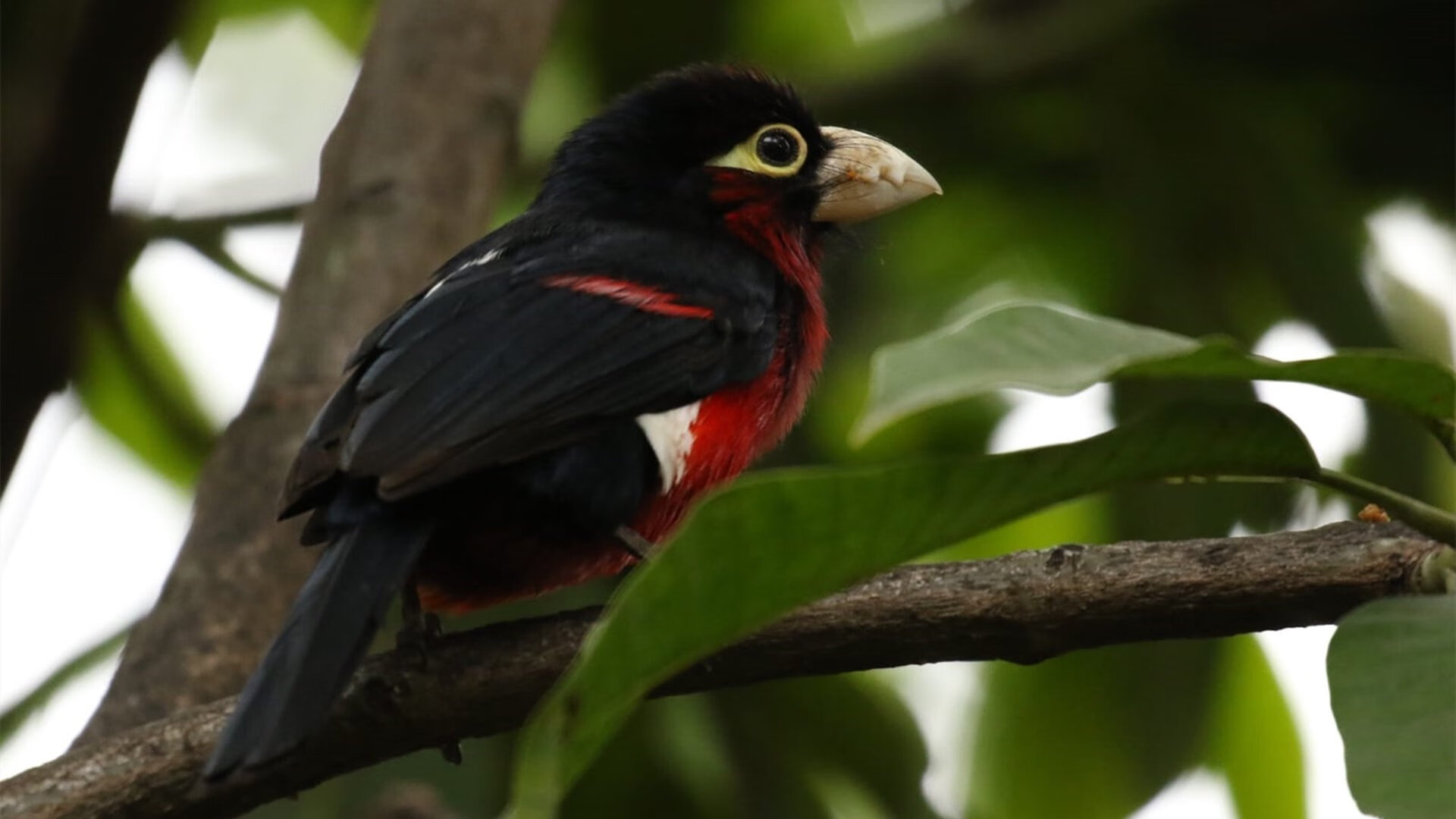 AYX体育-王者荣耀 俱乐部积极引进人才,王者荣耀俱乐部靠什么盈利