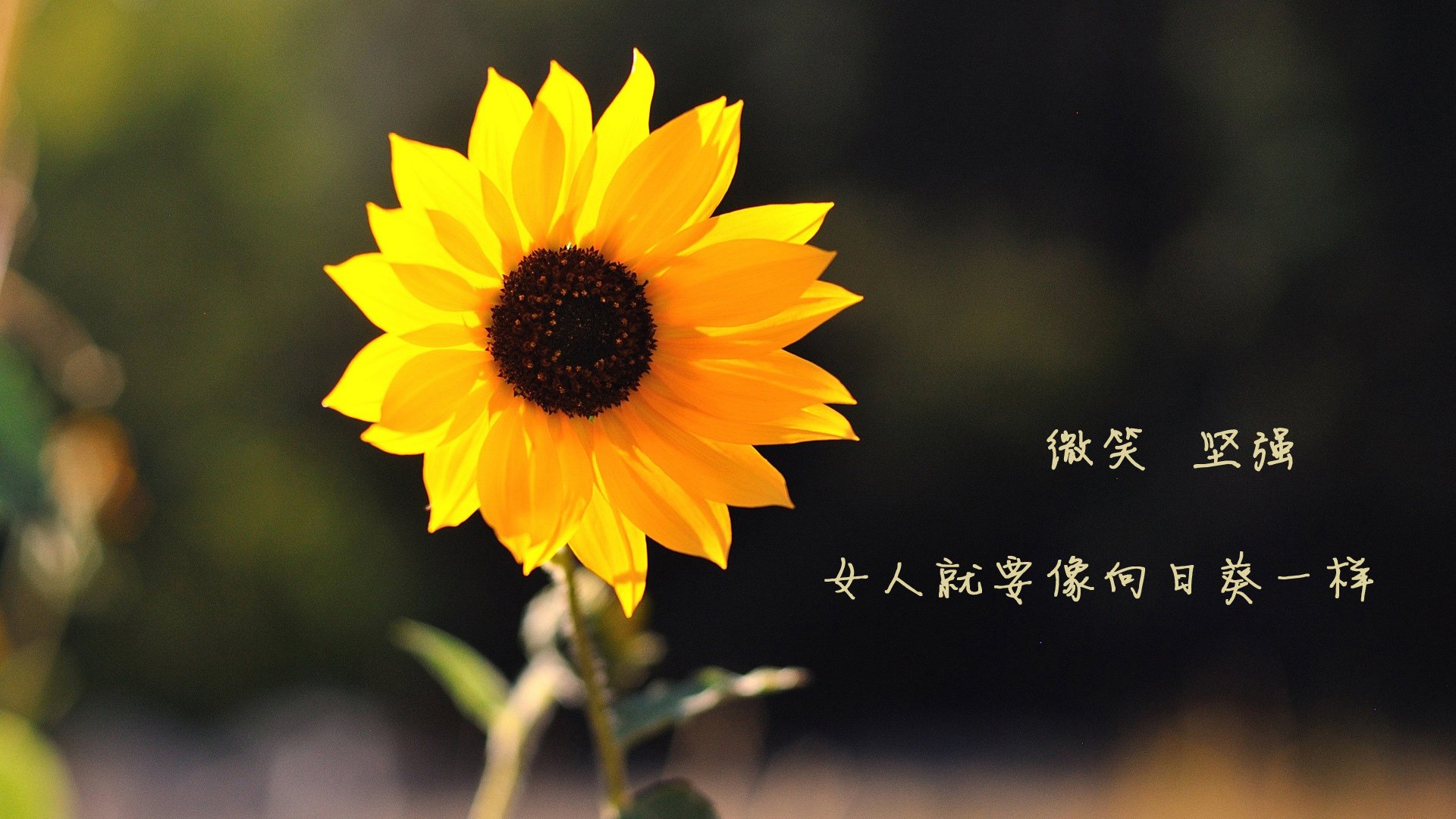 AYX体育-青少年足球“会跑、会抓、会传”基础能力培养成为行业新热点,青少年 足球