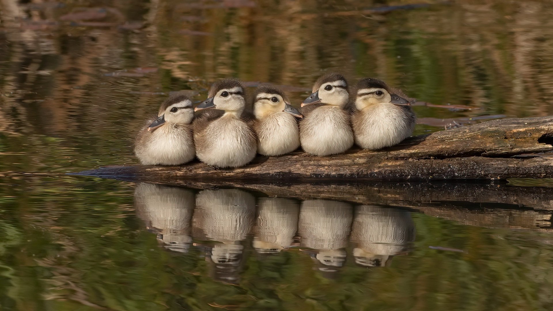 AYX体育-青少年足球“会跑、会抓、会传”基础能力培养成为行业新热点,青少年 足球