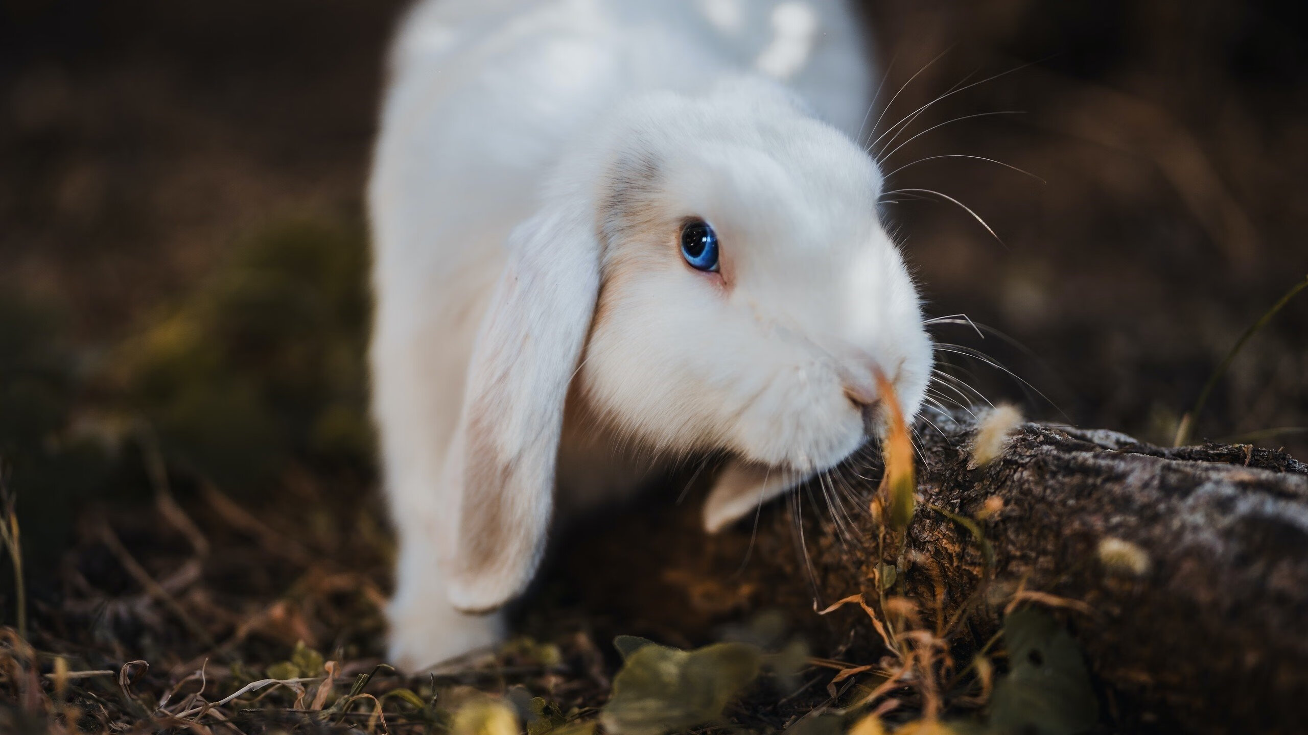 爱游戏-中国足球联赛各队表现出色，战绩屡创佳绩，中国国内足球联赛