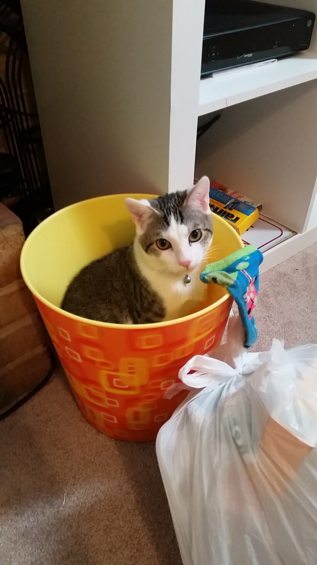 AYX GAMING-黄蜂推出球员文化纪实摄影展,记录赛季点滴瞬间,黄蜂球队