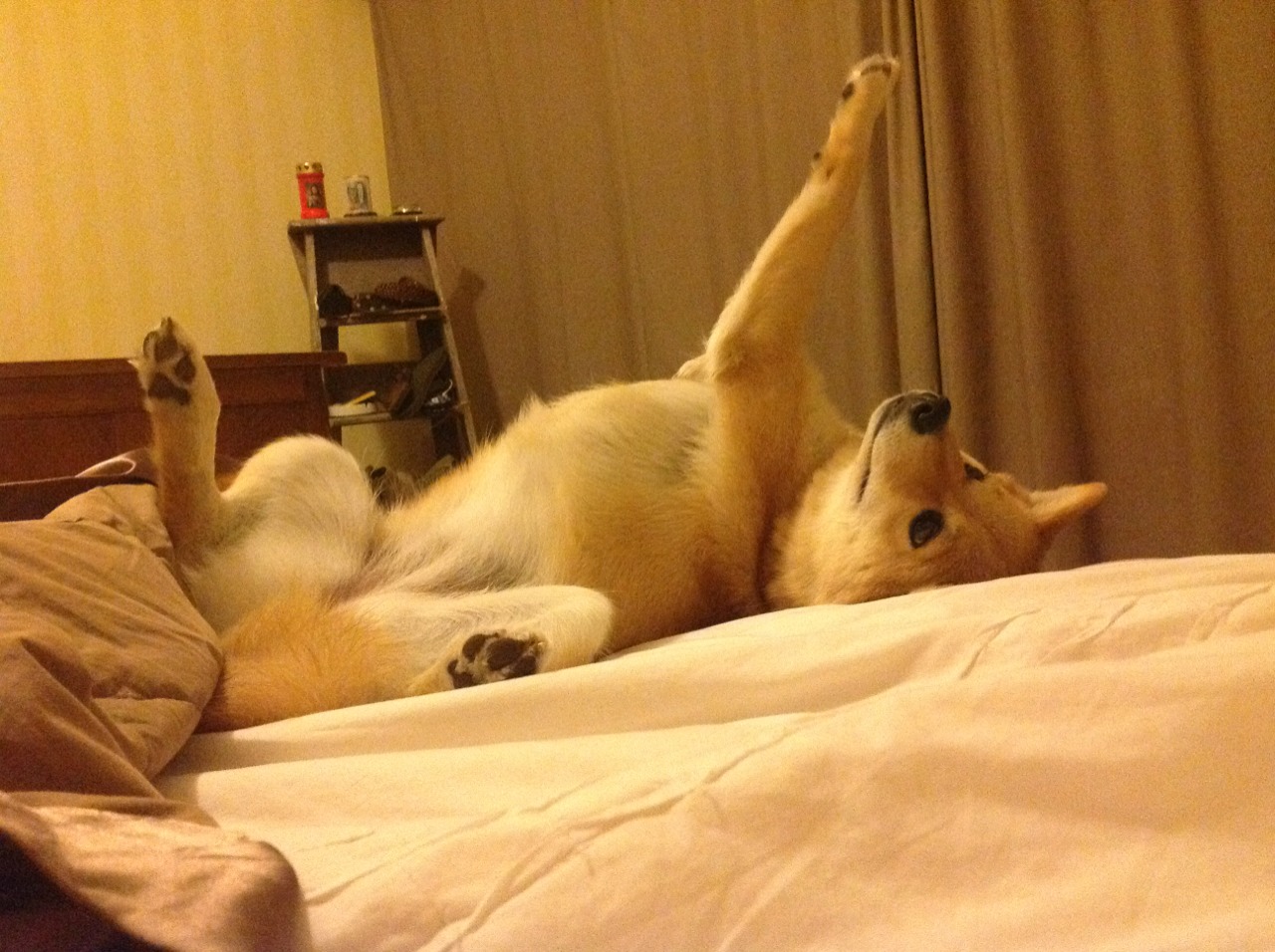 AYX GAMING-黄蜂推出球员文化纪实摄影展,记录赛季点滴瞬间,黄蜂球队