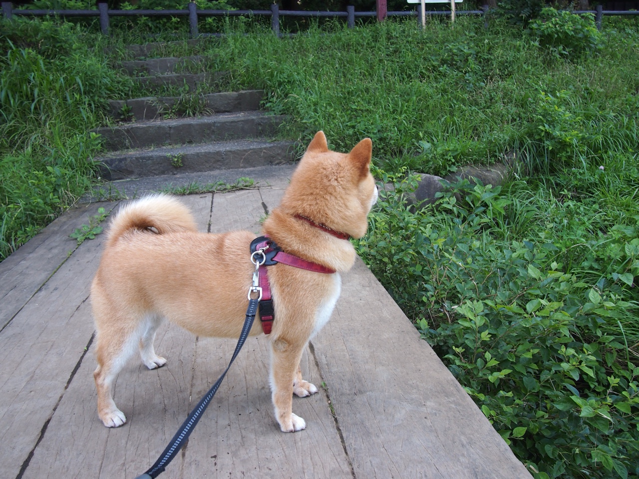 AYX官网-快船主场火力全开乔治致胜,快船乔治集锦