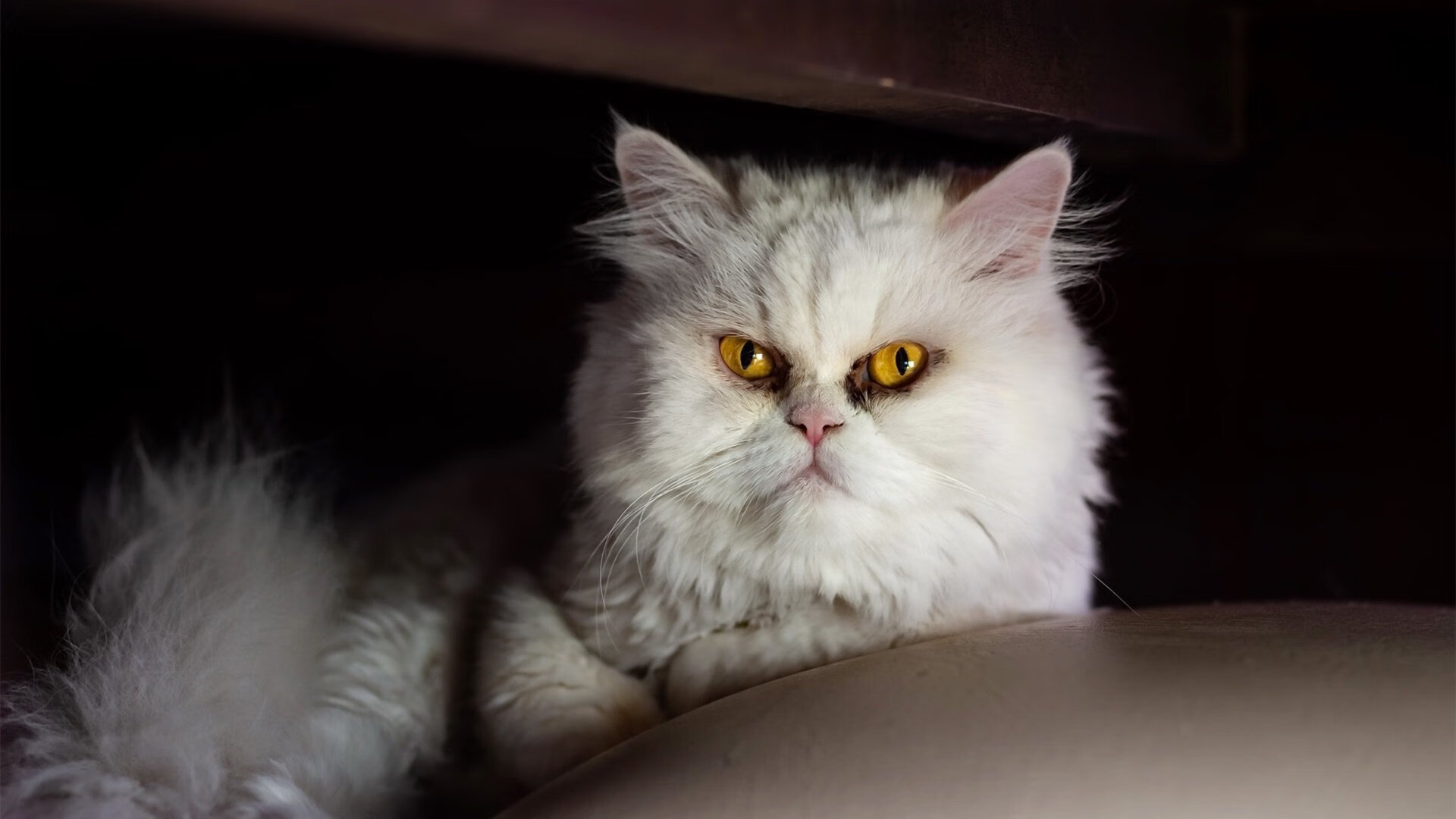 爱游戏娱乐网址-拉齐奥大胜乌迪内斯,主场连胜战绩亮眼一扫不利,2020拉齐奥