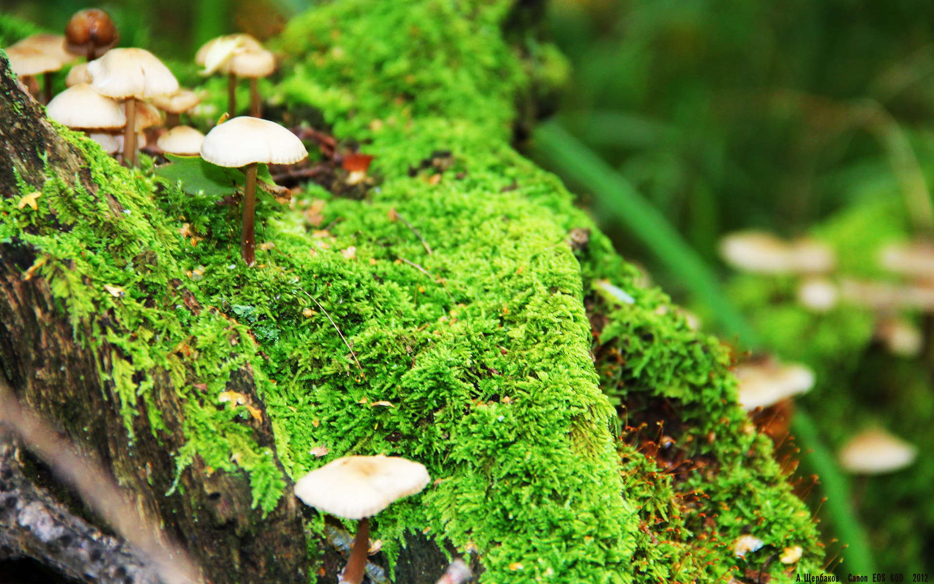 AYX GAMING-罗瑟汉姆防守密不透风，米勒人稳定发挥，罗瑟汉姆vs米德尔斯堡