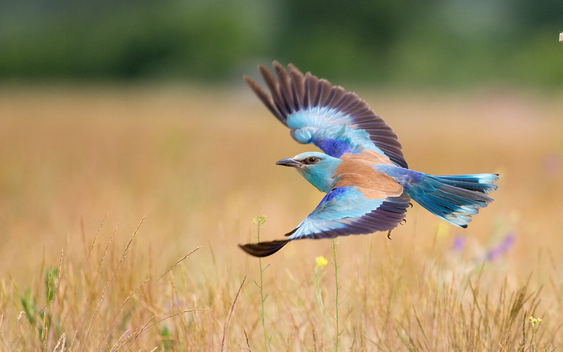 爱游戏app下载-埃弗顿擒下南安普顿，重返领跑位置，埃弗顿vs南安普敦聚胜顽球汇