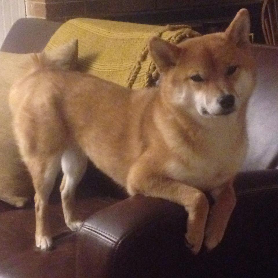 爱游戏-体育场馆节能管理技术创新研究,体育馆节能减排建议