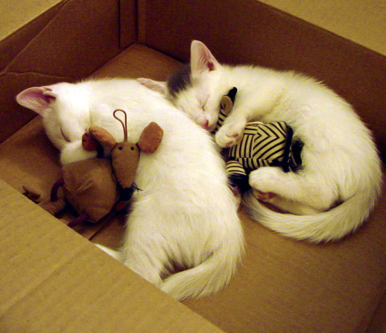 爱游戏综合娱乐-女足世界杯教练组战术调整,世界著名女足主教练