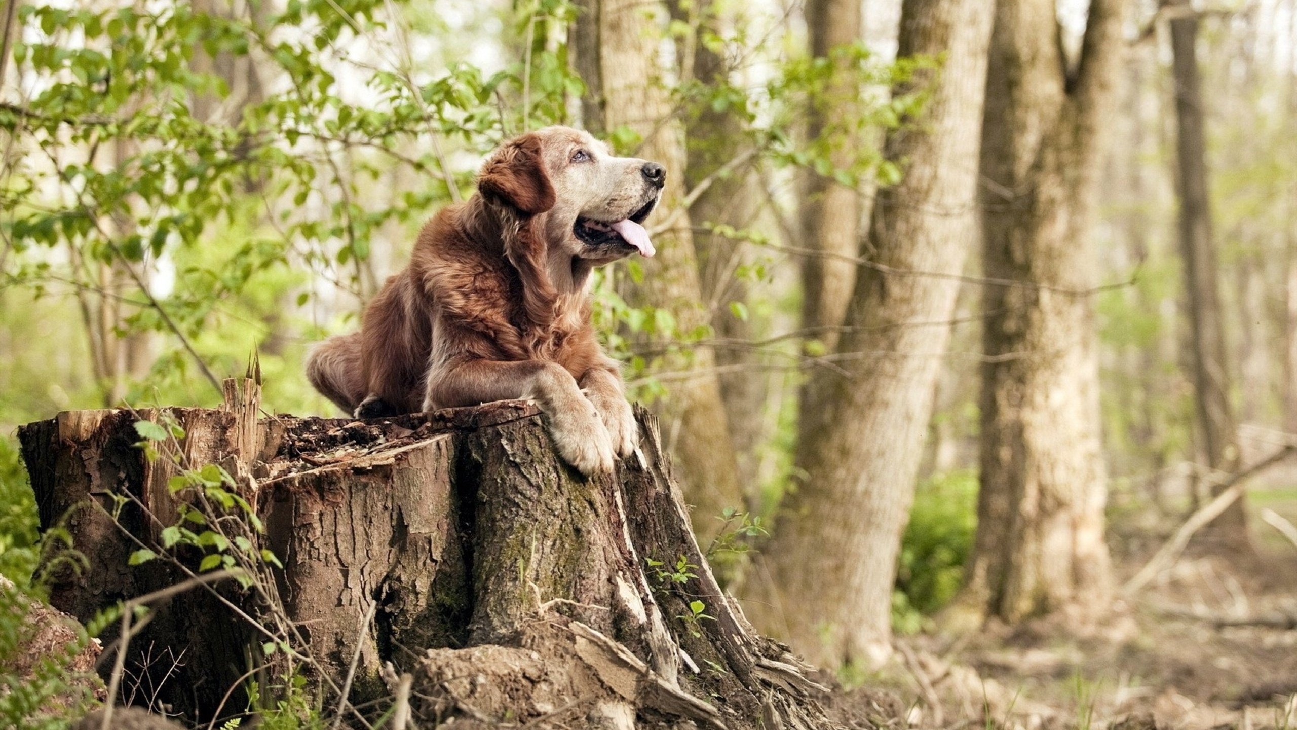 爱游戏综合娱乐-各国裁判：多样化与国际趋同的发展趋势，国际裁决