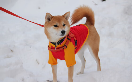 爱游戏娱乐网址-新闻中心再获科技创新荣誉,科技创新新闻稿