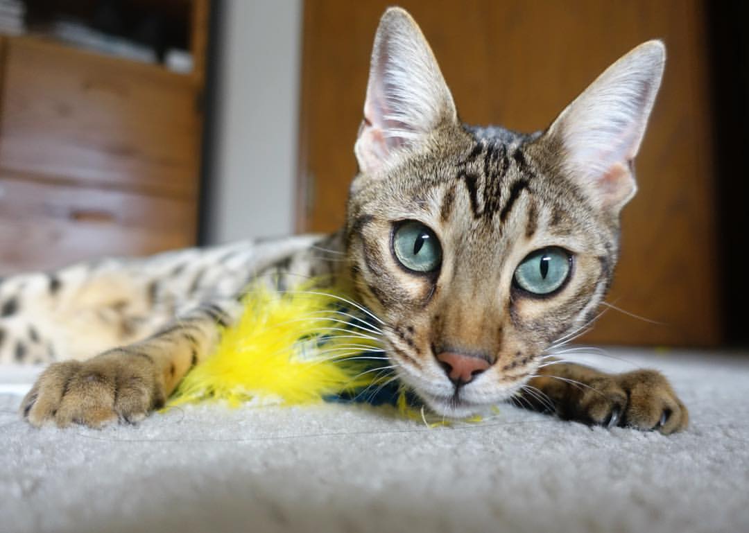 爱游戏体育官方网站-中国篮球青训体系课程标准化建设与保障体系,《中国青少年篮球训练教学大纲》