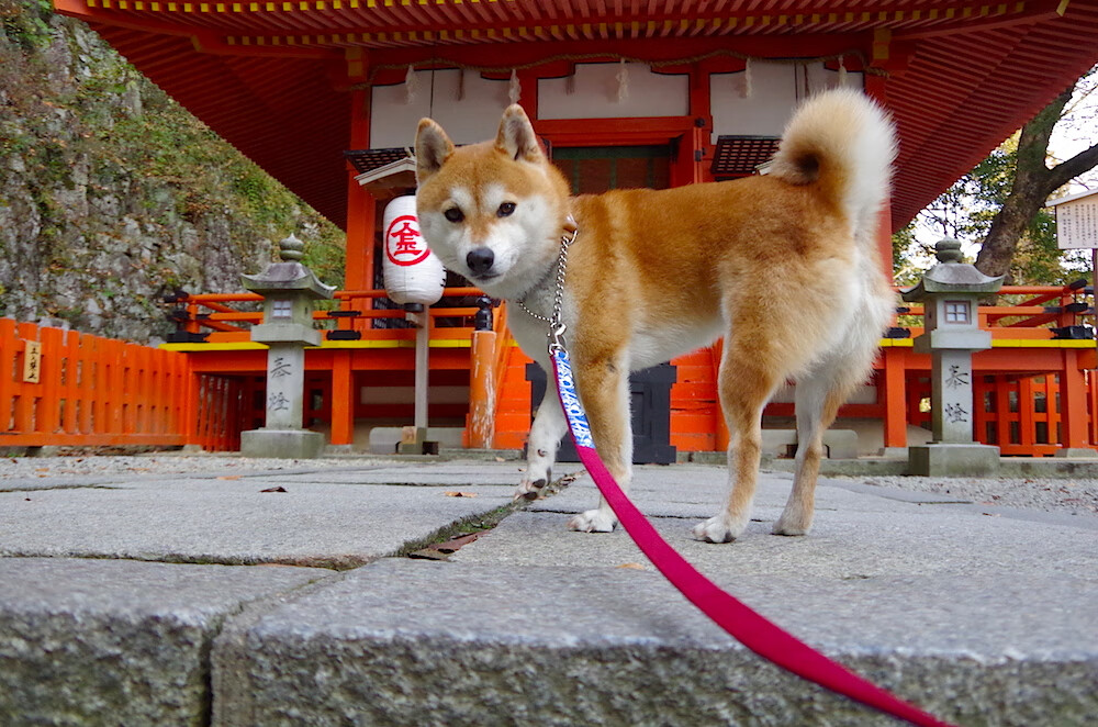 爱游戏下载-青训数据跟踪系统建设滞后，青训数据跟踪系统建设滞后怎么办