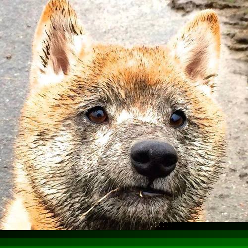 法甲青训体系中认知干预对比赛阅读能力的提升