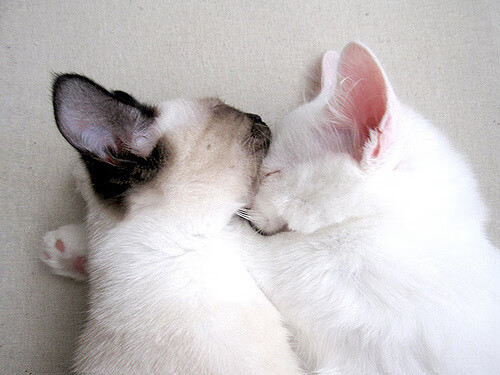 AIYOUXI.COM-女子蛙泳荷兰展现技术细腻，蛙泳 女子