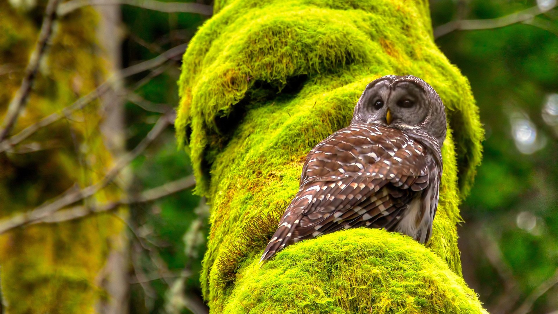 爱游戏平台-特色足球旅游线路在国家级景区中逐步推广,带动旅游产业发展,足球特色学校图片