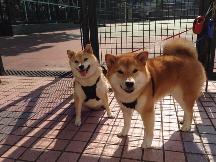 爱游戏下载-全民健身宣传融入社区志愿服务机制,全民健身志愿服务系列活动